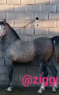 اسب نریان اصیل شناسنامه دار