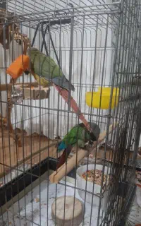 گرینچیک