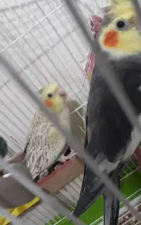 عروس هلندی مولد 4 عدد با قفس و لانه
