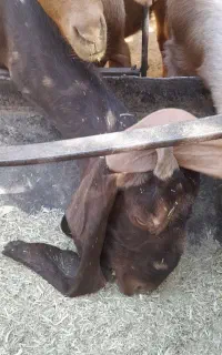پاکستانی