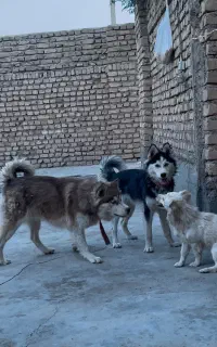 هاسکی مالاموت /اصلیل