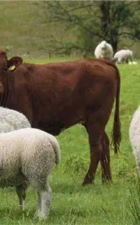 ذبح انواع دام سبک و سنگین(گاو و گوسفند)