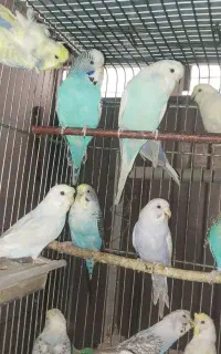 مرغ عشق نژاد دار