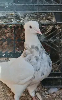 کبوتر طوقی
