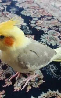 جوجه عروس هلندی
