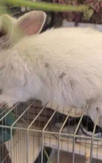 خرگوش