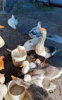 بوقلمون نروقاز