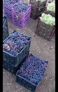 انگور و مویز بش دشمن زیاری شیره انگور نورابادممسنی