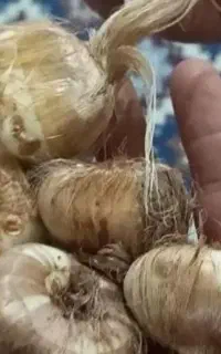 پیاز درجه یک زعفران شهرستان فاروج