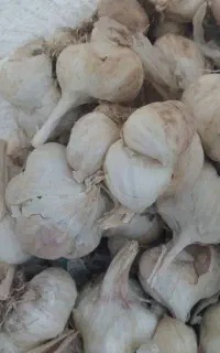 سیر تازه و درشت