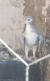 نرو ماده