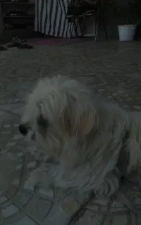 سگ شیتزو
