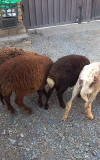 بره ماده و نر