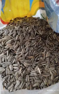 تخمه درجه یک