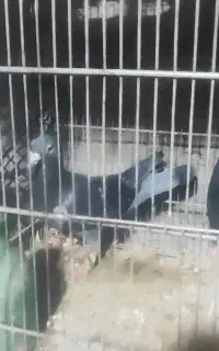 پلاکی مسافتی جفتی