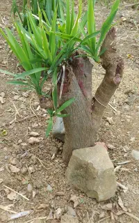 بن سای