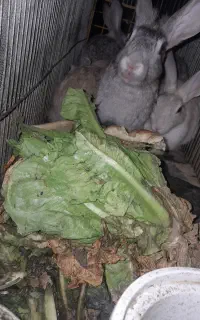 خرگوش