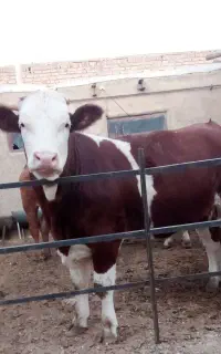 گوساله سمینتال اصل درج یک