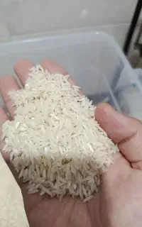 شیرودی مال رشت