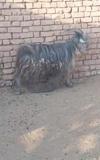 چپش شهر کردی