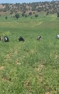 سرکارگر.لوبیا.افتاب گردان .سیبب پیاز.چغندر