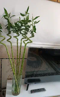 گیاه بامبو زیر قیمت بازار.