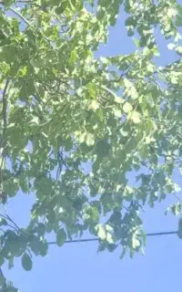 عمده گردو تر خریدارم