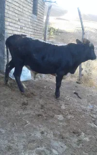 گوساله‌ نر