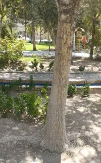کارگر ساده آقا