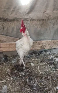 خروس جوان محلی