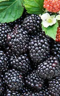 تمشک تازه چین مربایی