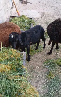 بره یک نر دو تا ماده