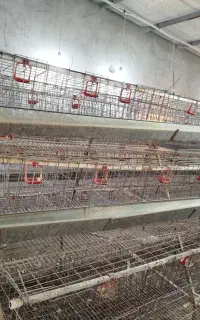 قفس منبری مرغ تخمگذار