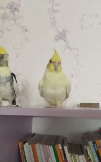 جفت لوتینو و ابلق