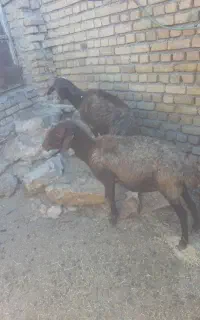میش سالم سرحال