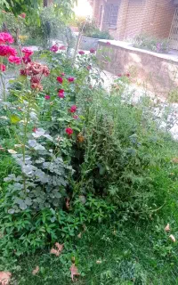 ارائه کلیه خدمات باغبانی و درختکاری صفر تا صد