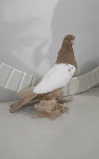 ساری کوینح مایا
