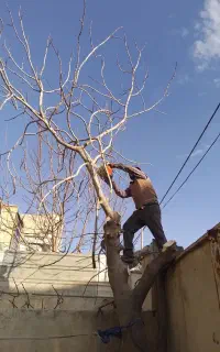خرید چوب قطع وهرس درختان با اره‌برقی و خرید چوب