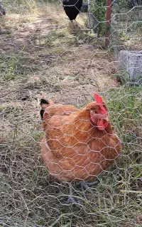 مرغ و خروس بالغ و نیمچه و جوجه