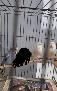 جوجه مرغ عشق اسپانگل