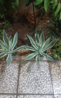 گل آکاو تیغ خنجری