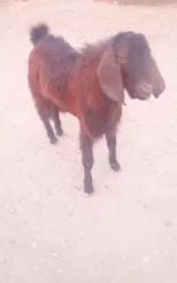 فروش تالی نر