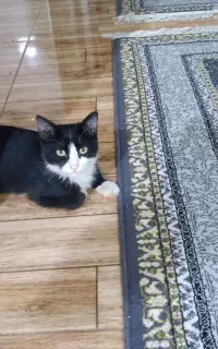 نیاز به سرپرست برای واگذاری بچه گربه