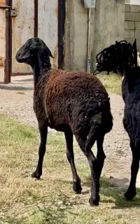 گوسفند شیشک