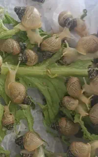 حلزون