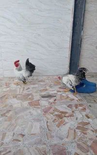 فروش خروس جانپز