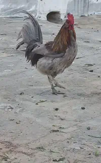 خروس