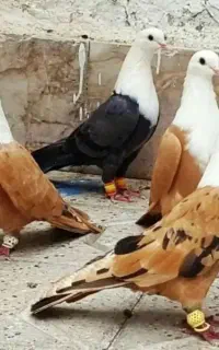 روغن انرژی پلاس مخصوص پرنده