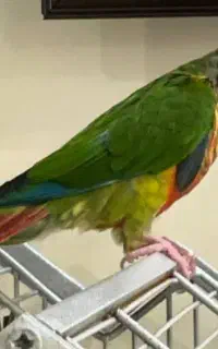 طوطی گرینچیک گمشده