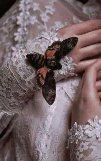 بنراستوری.لوگو.